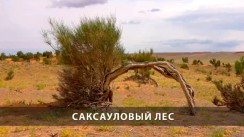 Саксауловый лес