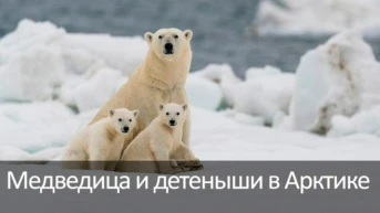 Медведица и детеныши в Арктике