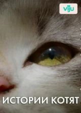 Истории котят
