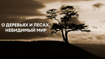 О деревьях и лесах. Невидимый мир