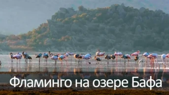 Фламинго на озере Бафа