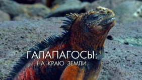 Трейлер 1