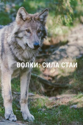 Волки: сила стаи