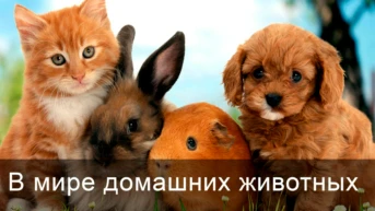 В мире домашних животных