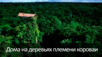 Дома на деревьях племени короваи