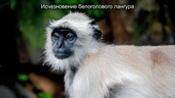 Исчезновение белоголового лангура