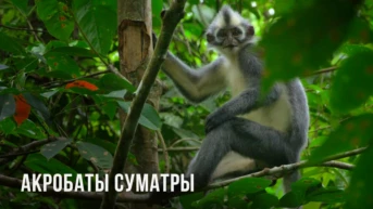 Акробаты Суматры