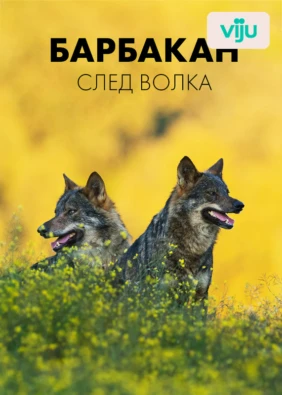 Барбакан. След волка