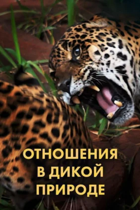 Отношения в дикой природе