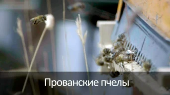 Прованские пчелы