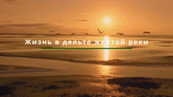Жизнь в дельте Жёлтой реки