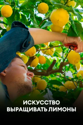 Искусство выращивать лимоны