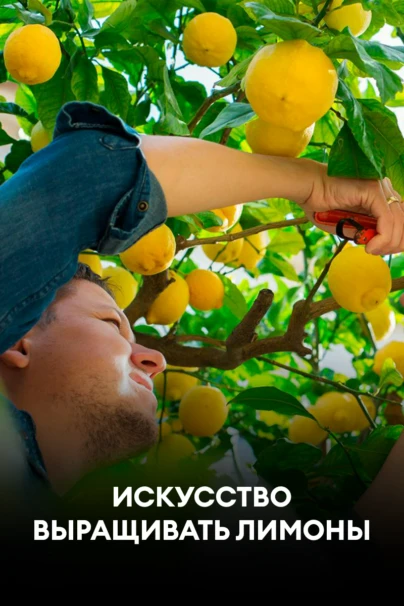 Искусство выращивать лимоны