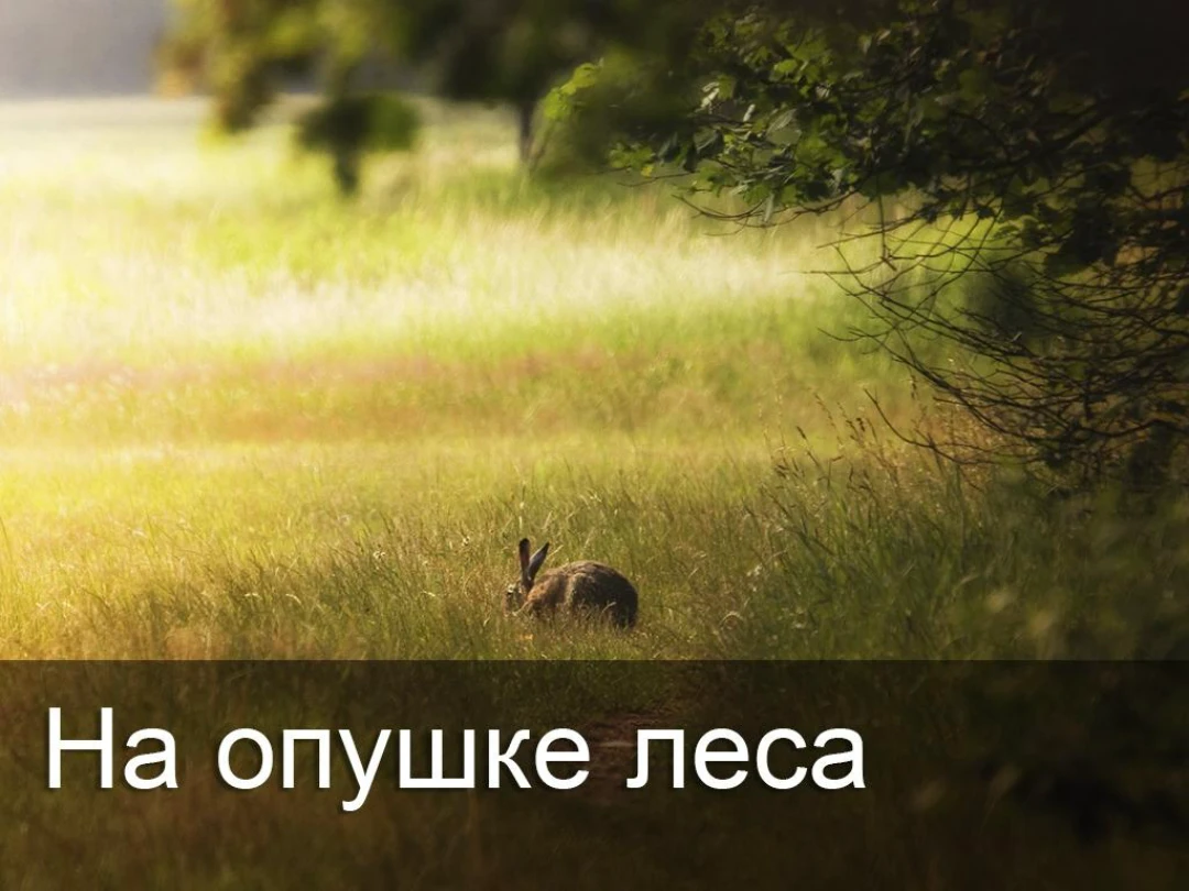 Передача На опушке леса
