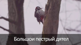 Большои пестрый дятел