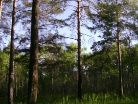 Кунеевский лес