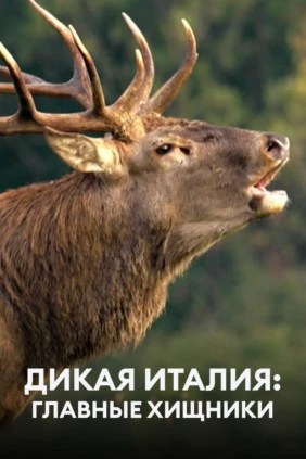 Дикая Италия: главные хищники