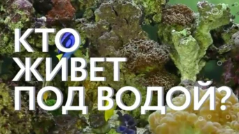 Кто живет под водой