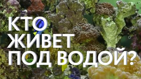 Кто живет под водой