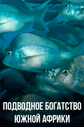 Подводное богатство Южной Африки