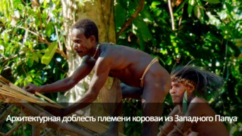 Архитектурная доблесть племени короваи из Западного Папуа