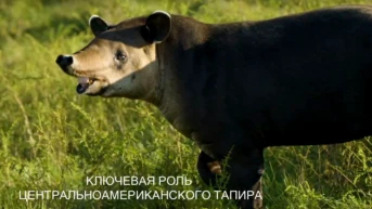 Ключевая роль Центральноамериканского тапира