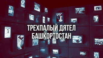 Трехпалый дятел Башкортостан