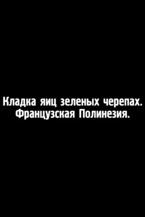 Кладка яиц зелёных черепах в Полинезии