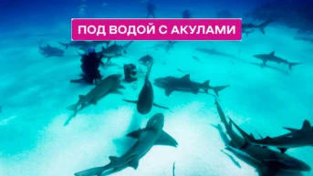 Под водой с акулами