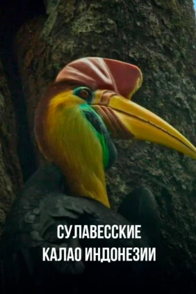 Сулавесские калао Индонезии