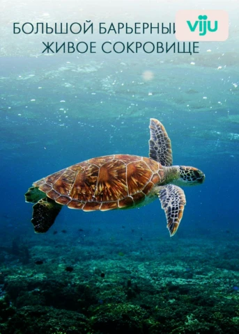 Живой риф