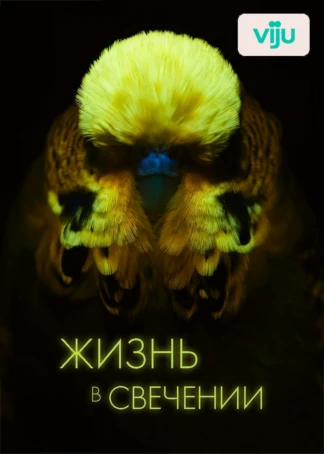 Жизнь в свечении