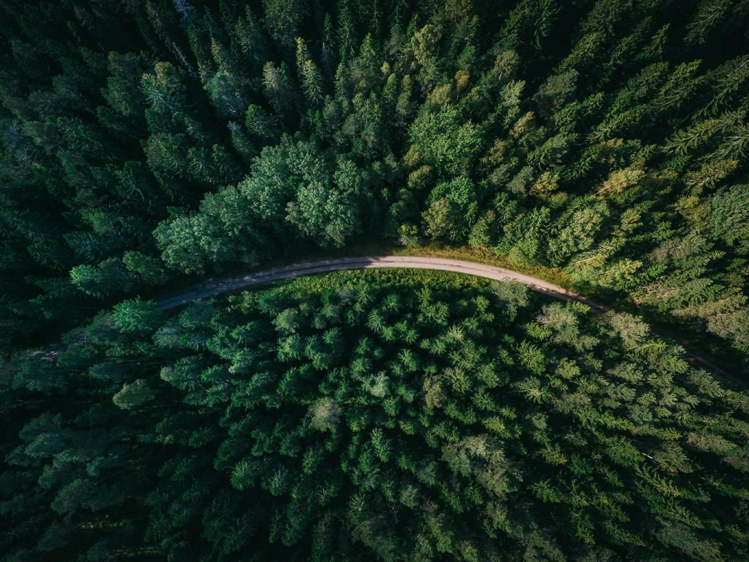 Передача В летнем лесу Сербия