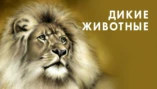 Самые сильные