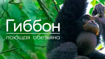 Гиббон - поющая обезьяна