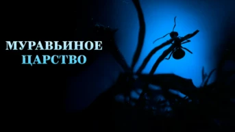 Муравьиное царство