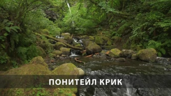 Понитейл Крик
