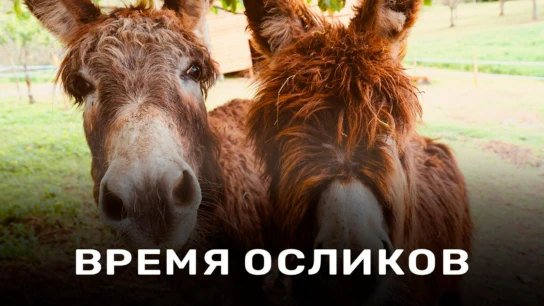 Время осликов