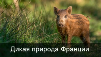 Дикая природа Франции