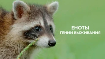 Еноты: гении выживания