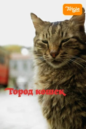 Город кошек