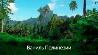 Ваниль Полинезии