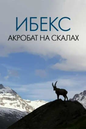 Ибекс: Акробат на скалах