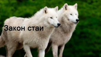 Закон стаи