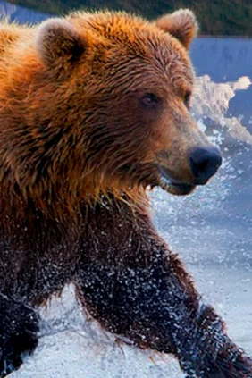 Дикая природа Америки