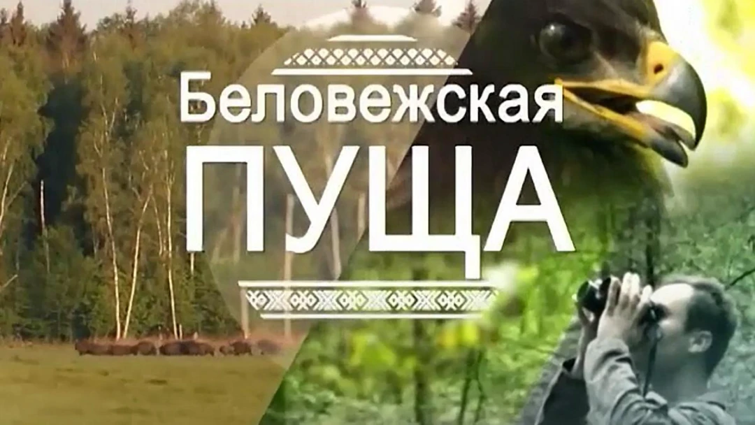 Передача Беловежская пуща