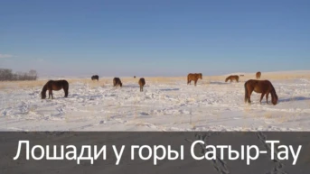 Лошади у горы Сатыр-Тау