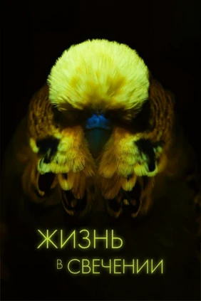 Жизнь в свечении
