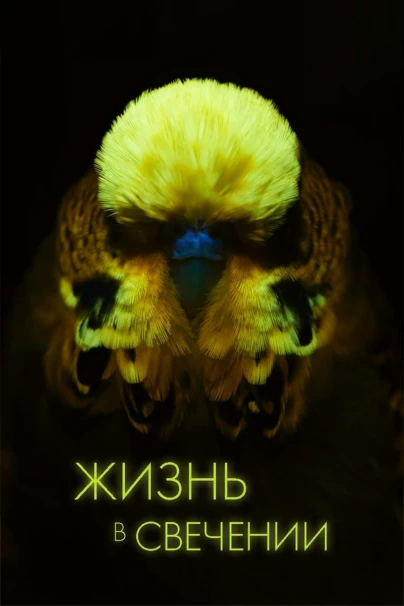 Жизнь в свечении