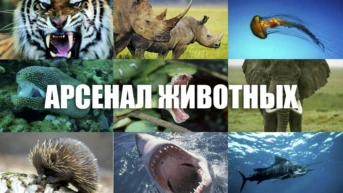 Живое оружие